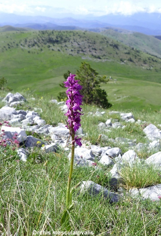 Orchidee a Campo Imperatore tra Medioevo e wilderness  primavera 2023